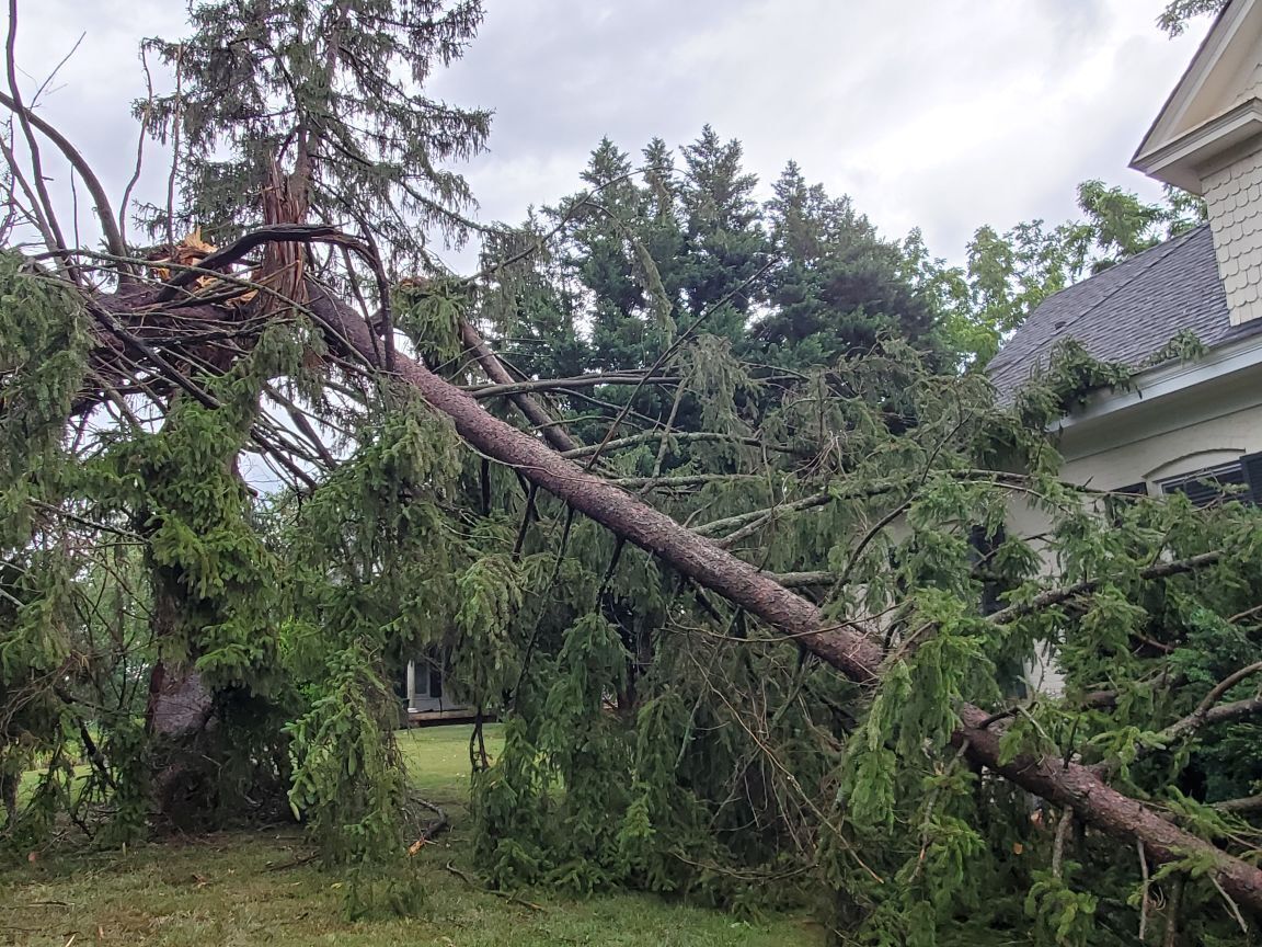 Storm Culpeper tree damage